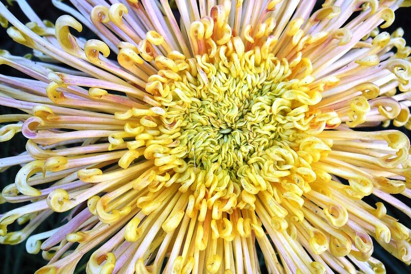 Spider Chrysanthemum, Chrysanthemum